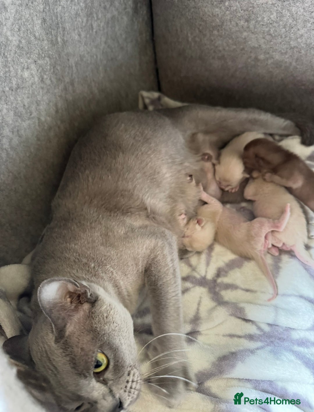 Burmese cats for sale: GCCF registered- home raised Burmese Kittens  - Advert 3