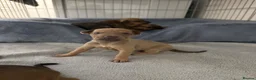 Mixed Breed dogs for sale: Miniature pincher X whipett ( Mini Whips)  in Wadhurst - Advert 12