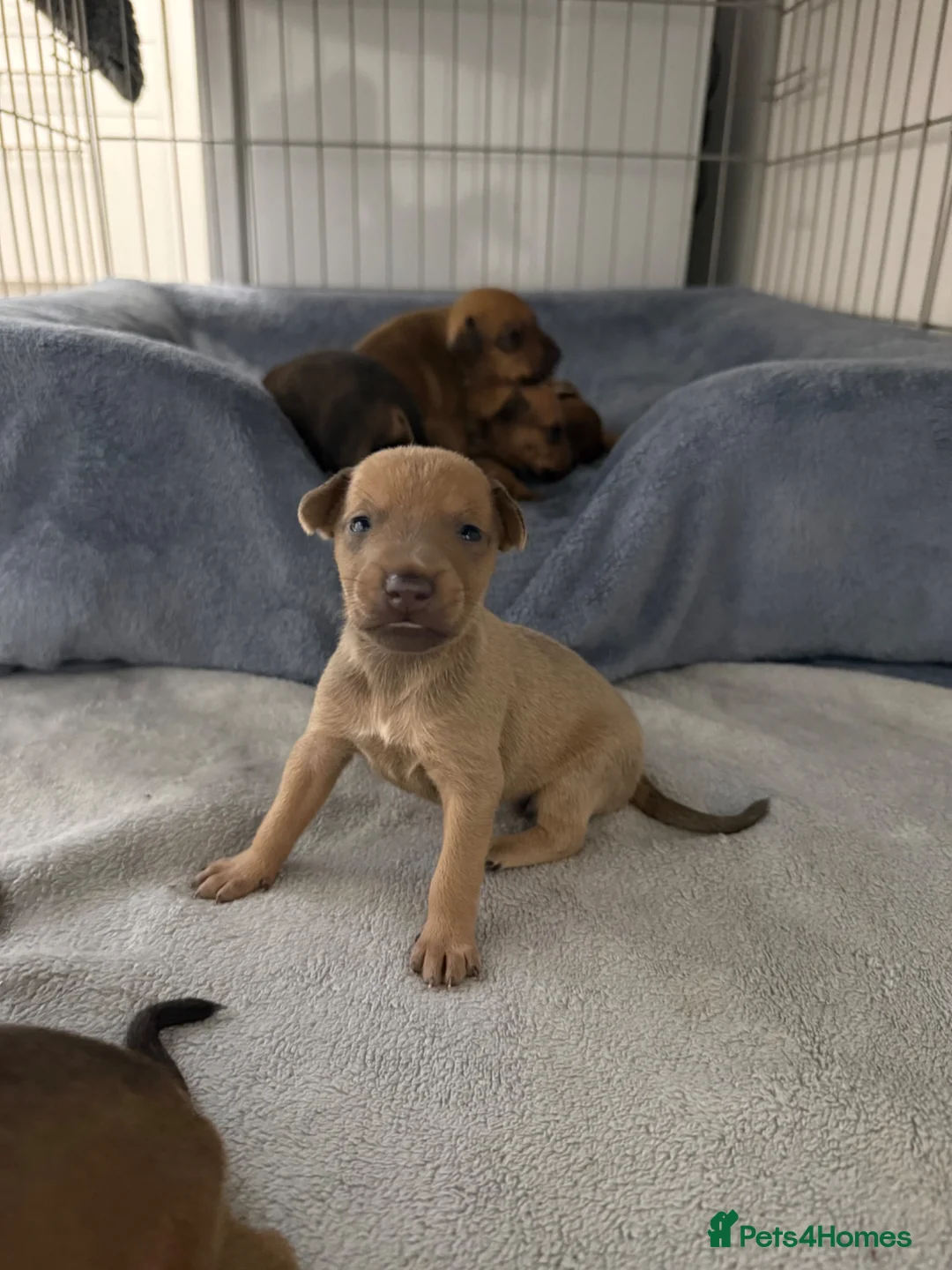 Mixed Breed dogs for sale: Miniature pincher X whipett ( Mini Whips)  in Wadhurst - Advert 12