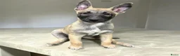 Belgian Shepherd Dog dogs for sale: 🤩 Belgian Malinois Puppies 🤩 in Crook - Advert 3