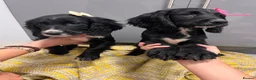 Cocker Spaniel dogs for sale: Beautiful cocker spaniel girls  - Advert 5