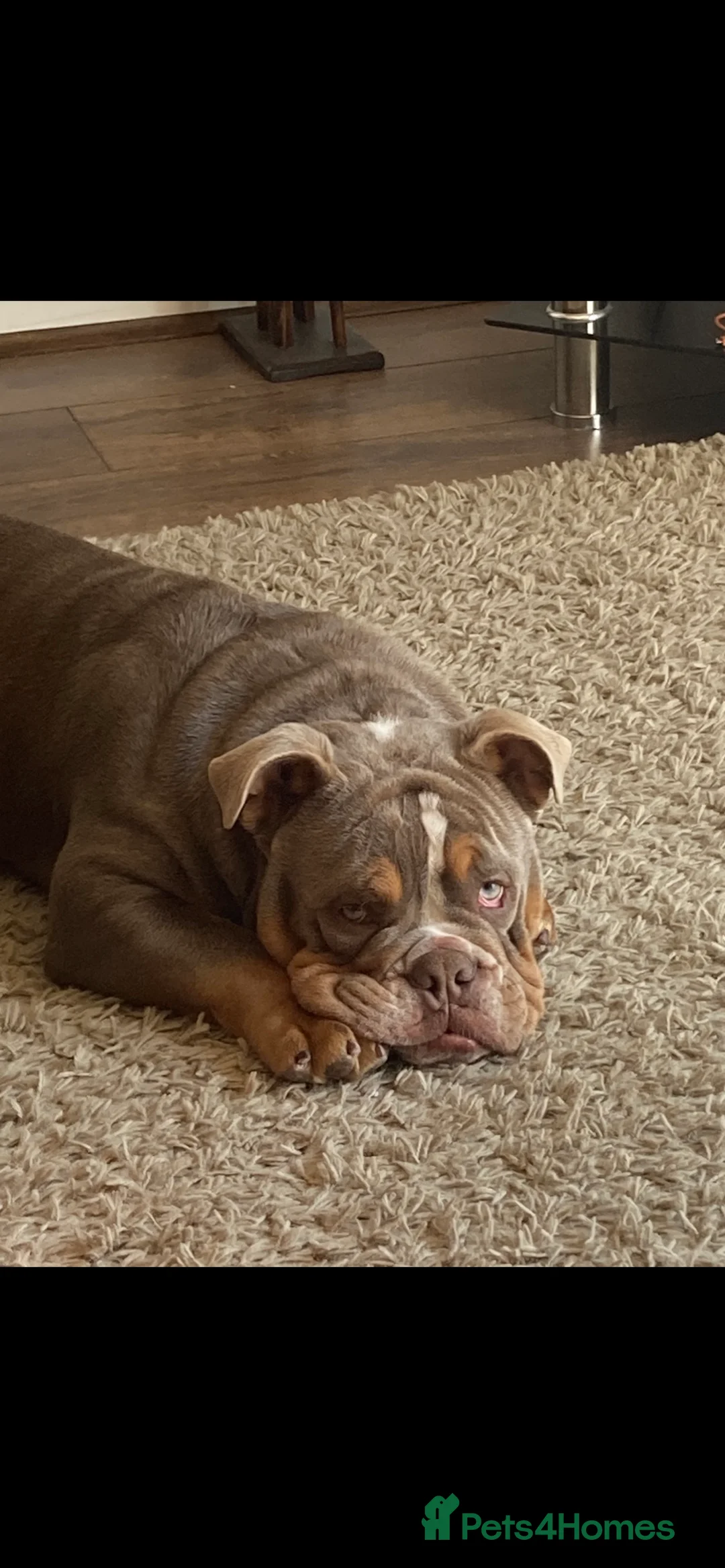 English Bulldog dogs for stud: FOR STUD - PROVEN - SON OF GOLDEN CHILD in Sheerness - Advert 12