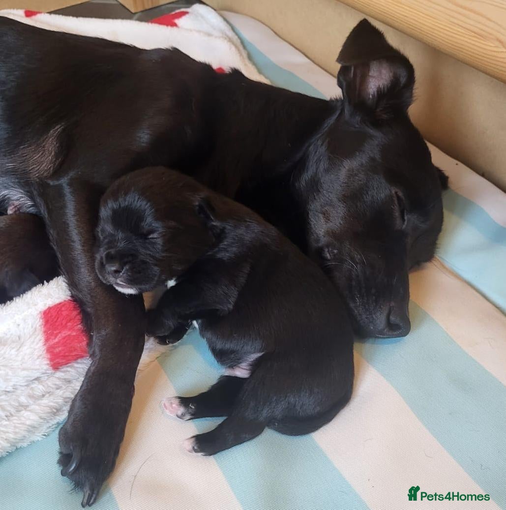 Patterdale Terrier dogs Patterdale Pups  - Advert 2