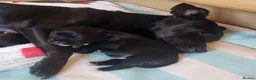 Patterdale Terrier dogs for sale: Patterdale Pups  - Advert 1