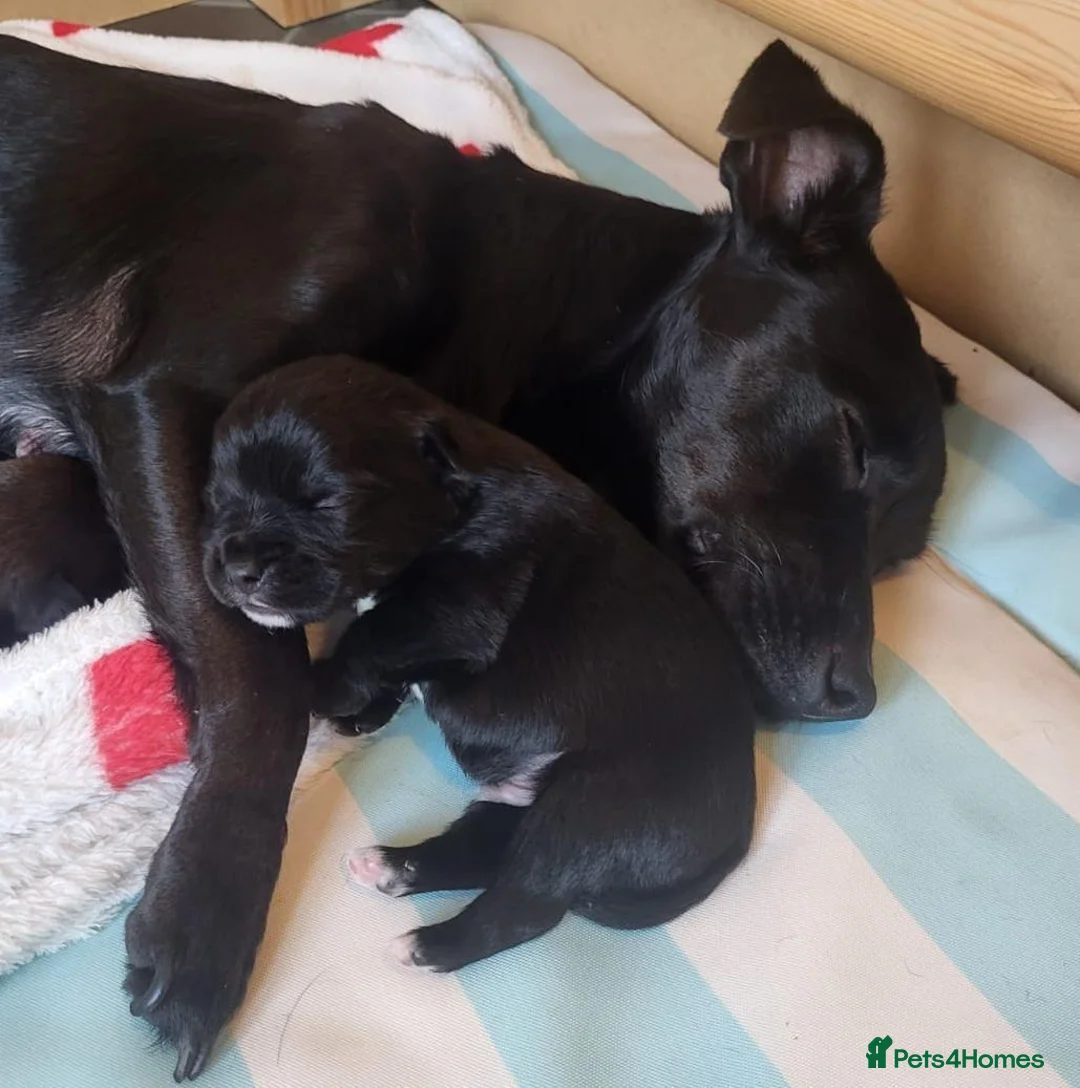 Patterdale Terrier dogs for sale: Patterdale Pups  - Advert 1