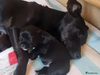 Patterdale Terrier dogs Patterdale Pups - Advert 1