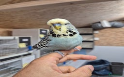 Budgerigars birds for sale: Tamed cock English Exhibition  - Image 4
