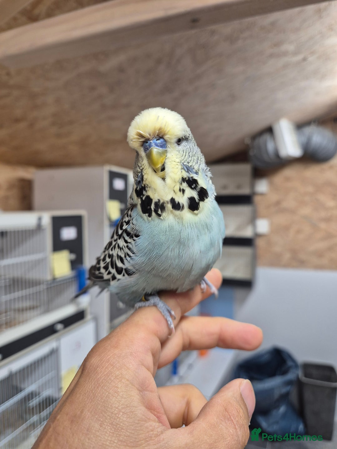 Budgerigars birds for sale: Tamed cock English Exhibition  - Image 4