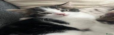 Mixed Breed Kitten 2