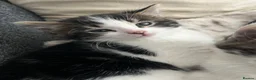 Mixed Breed cats for sale: Kittens for Sale in Birmingham - Advert 6