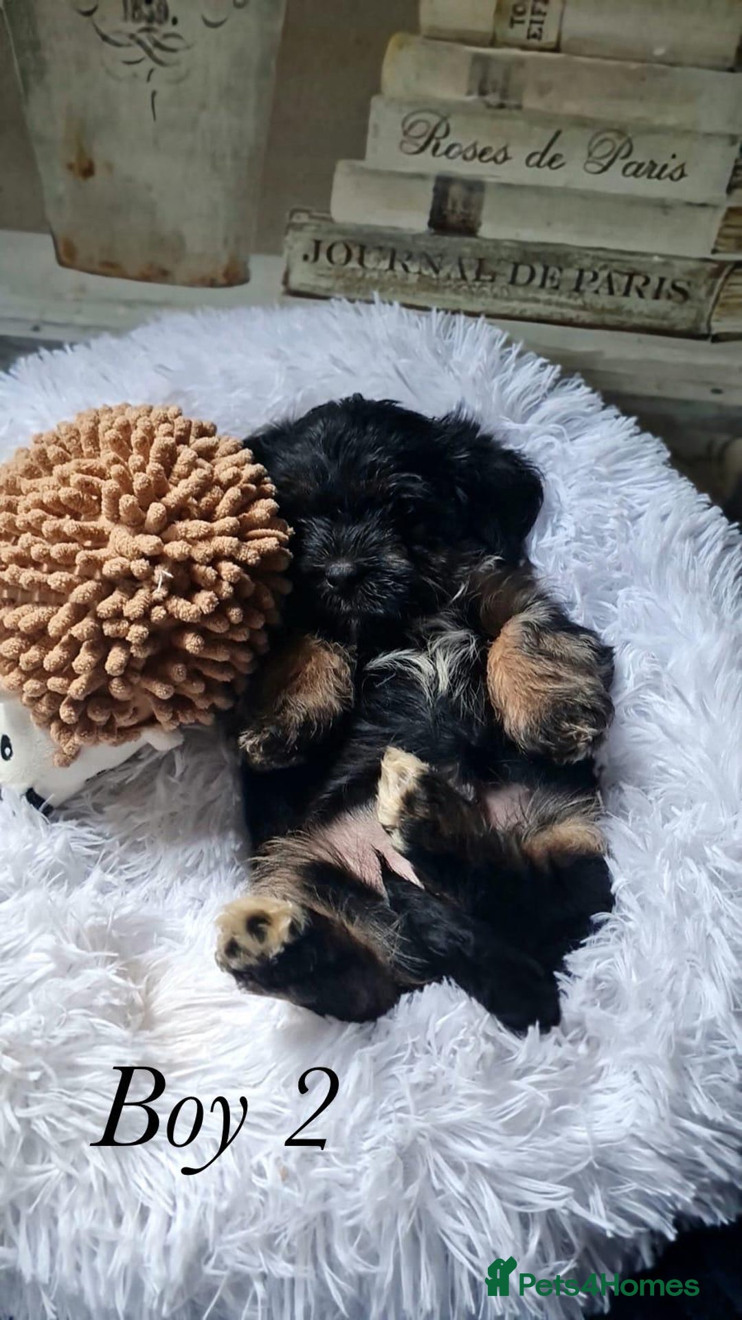 Shorkie dogs for sale: 9 stunning shorkie puppies - Image 17