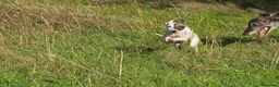 Mixed Breed dogs for sale: Freya the whippet lurcher.  - Advert 5
