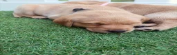 Labrador Retriever dogs for sale: One puppy left!! Health tested Labs-Yellow/Fox Red - Advert 20