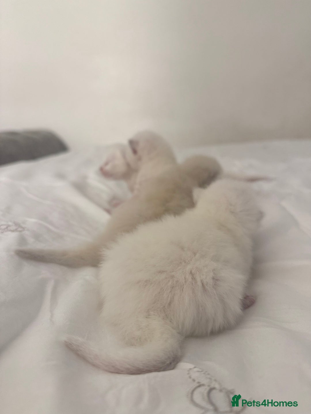 Ragdoll cats for sale: Blue Point Ragdoll Kittens!  - Advert 3