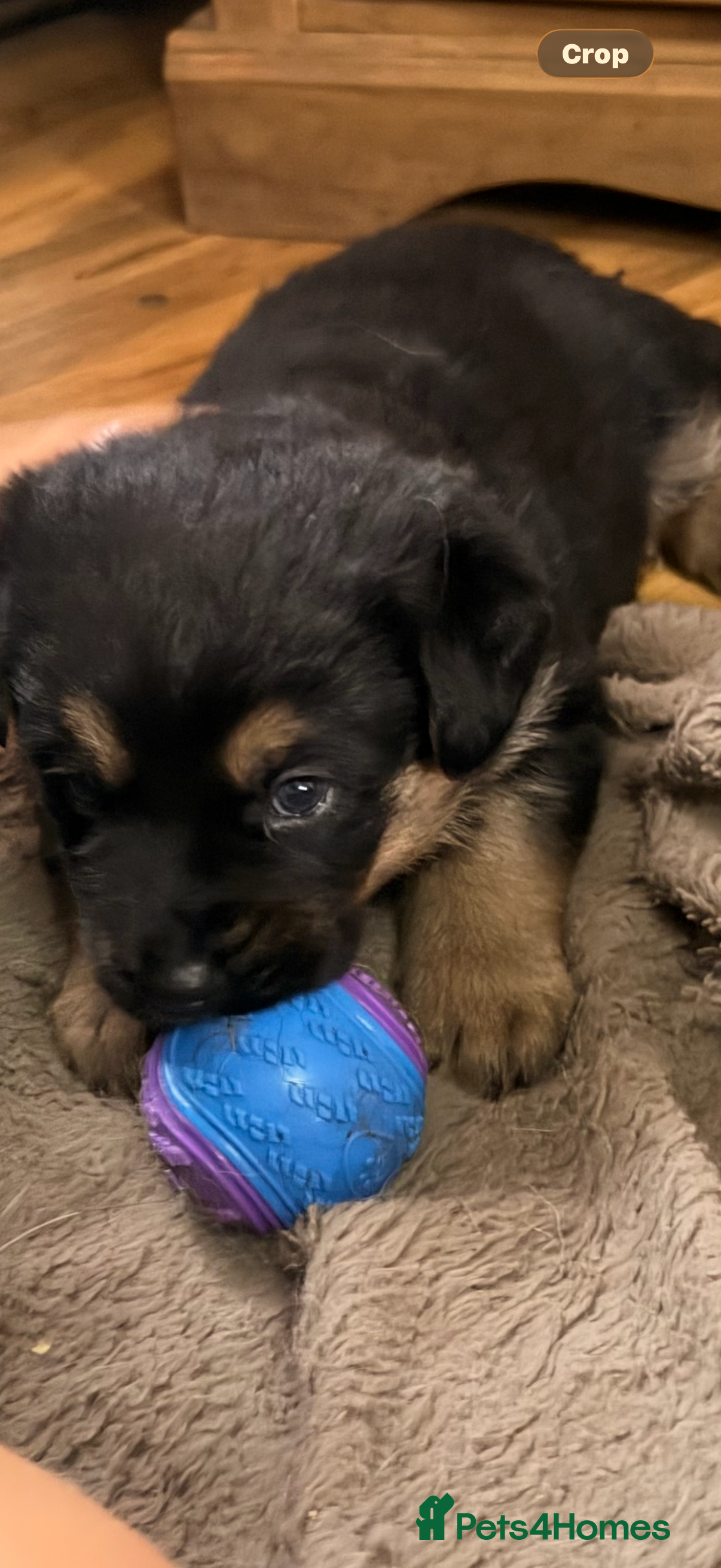 Mixed Breed dogs Rotti x gsd pups - Advert 9