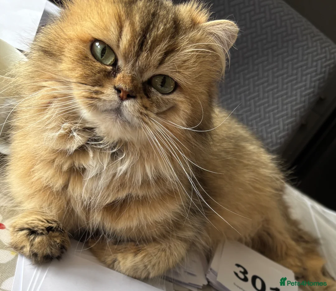 British Longhair cats for sale: Golden Tipped British Longhair/Shorthair Kittens in Okehampton - Advert 2