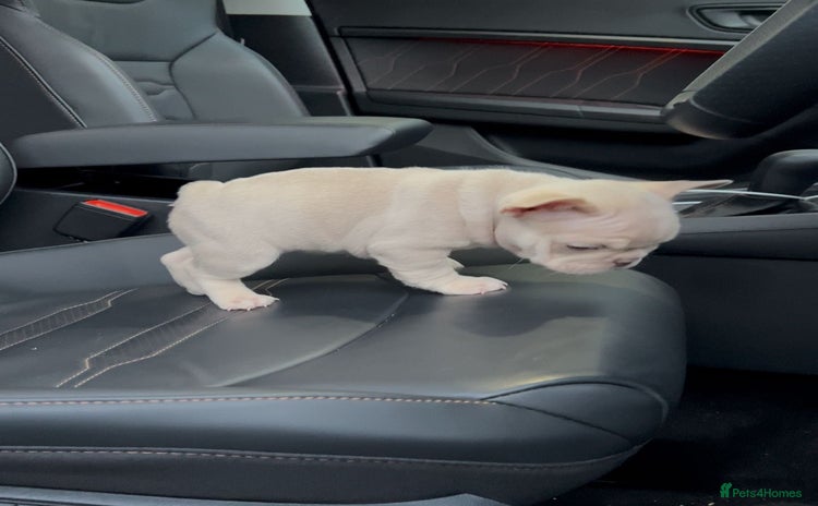 French Bulldog dogs - Advert 1
