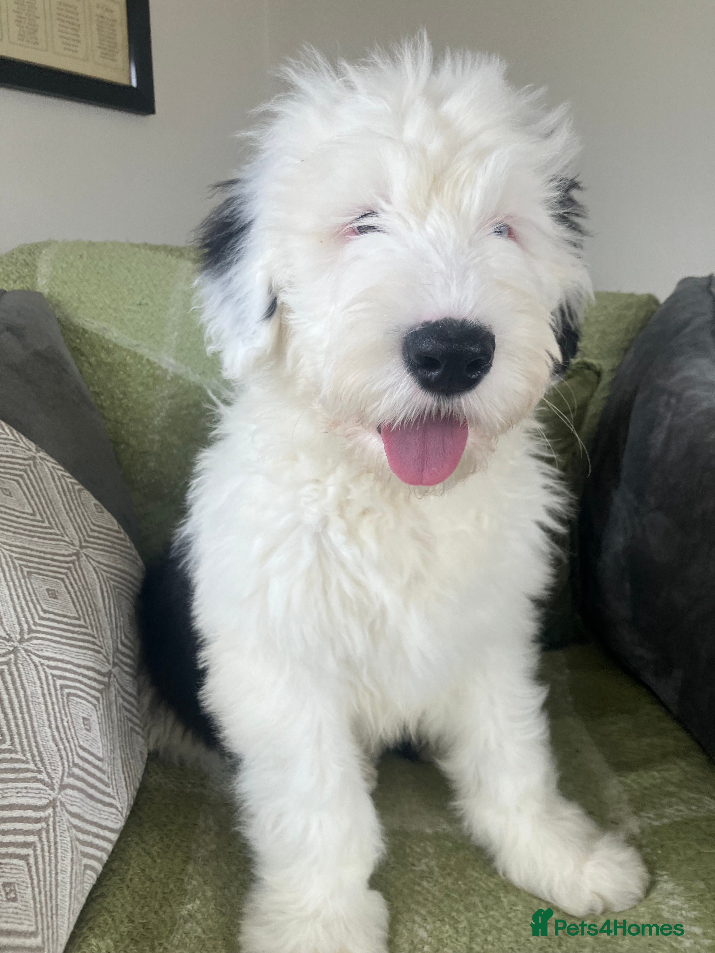 Old English Sheepdog dogs HEALTH TESTED OLD ENGLISH SHEEPDOG PUPPIES  - Advert 1