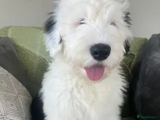 Old English Sheepdog dogs HEALTH TESTED OLD ENGLISH SHEEPDOG PUPPIES - Advert 1