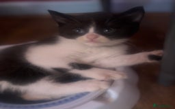 Mixed Breed cats for sale: Half British Short Haired Kittens - Image 11