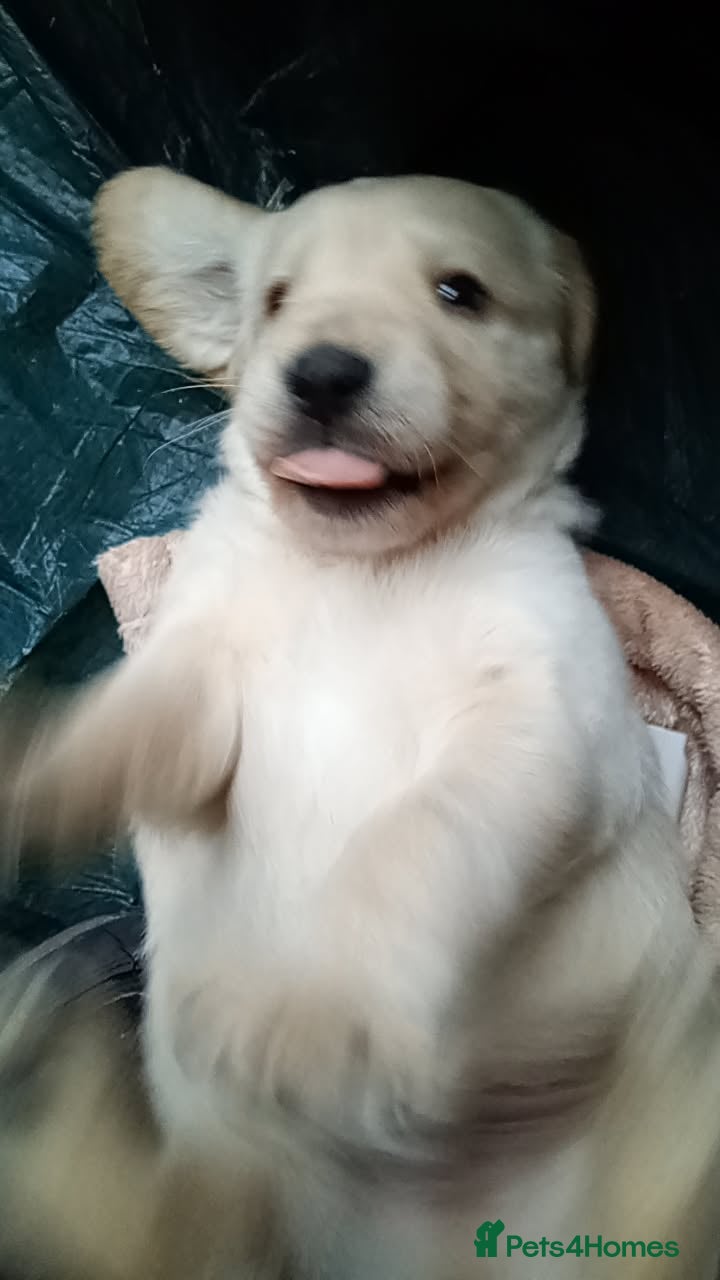 Mixed Breed dogs Crazy cute Cockapoo x Golden Retriever x puppies  - Advert 12