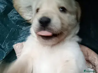 Mixed Breed dogs Crazy cute Cockapoo x Golden Retriever x puppies - Advert 1