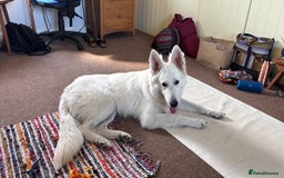 White Swiss Shepherd dogs for sale: White Swiss Shepherd  - Image 7