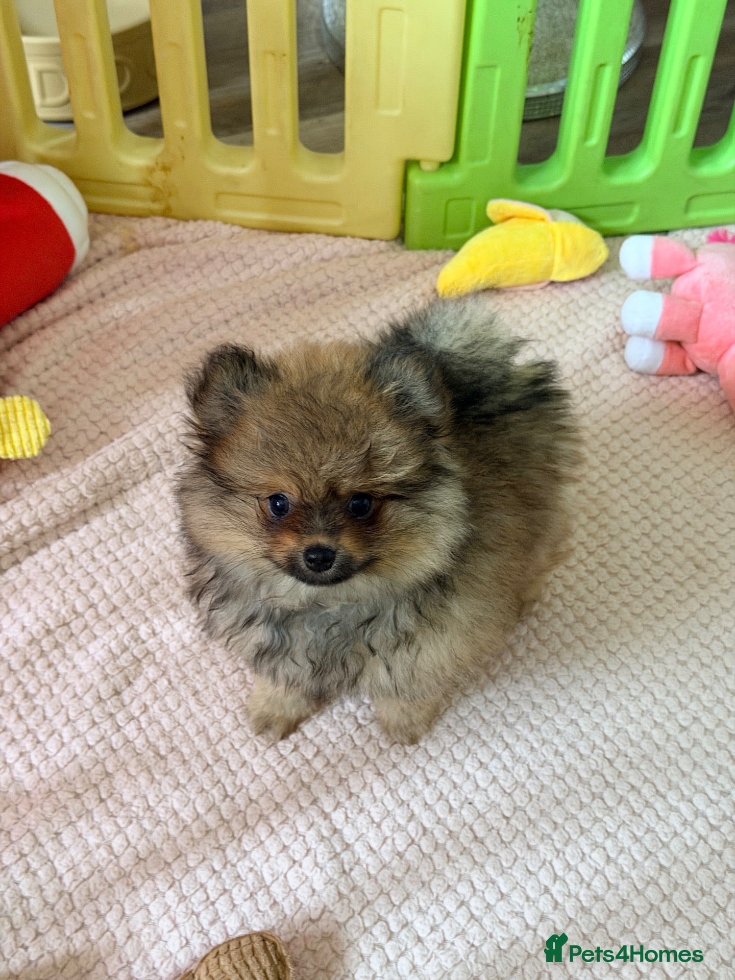 Pomeranian dogs Pomeranian puppies ready now  - Advert 2