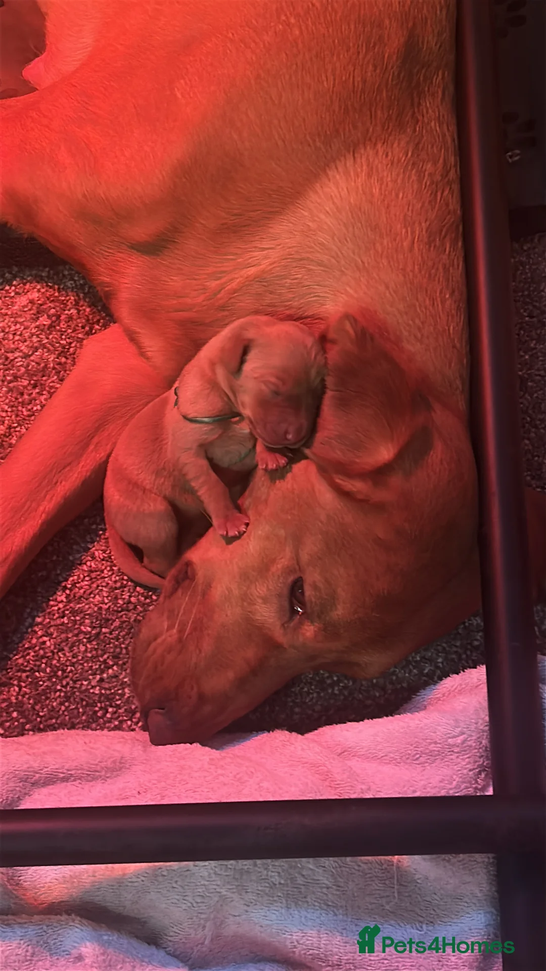 Labrador Retriever dogs for sale: Red Fox Labrador - Advert 2