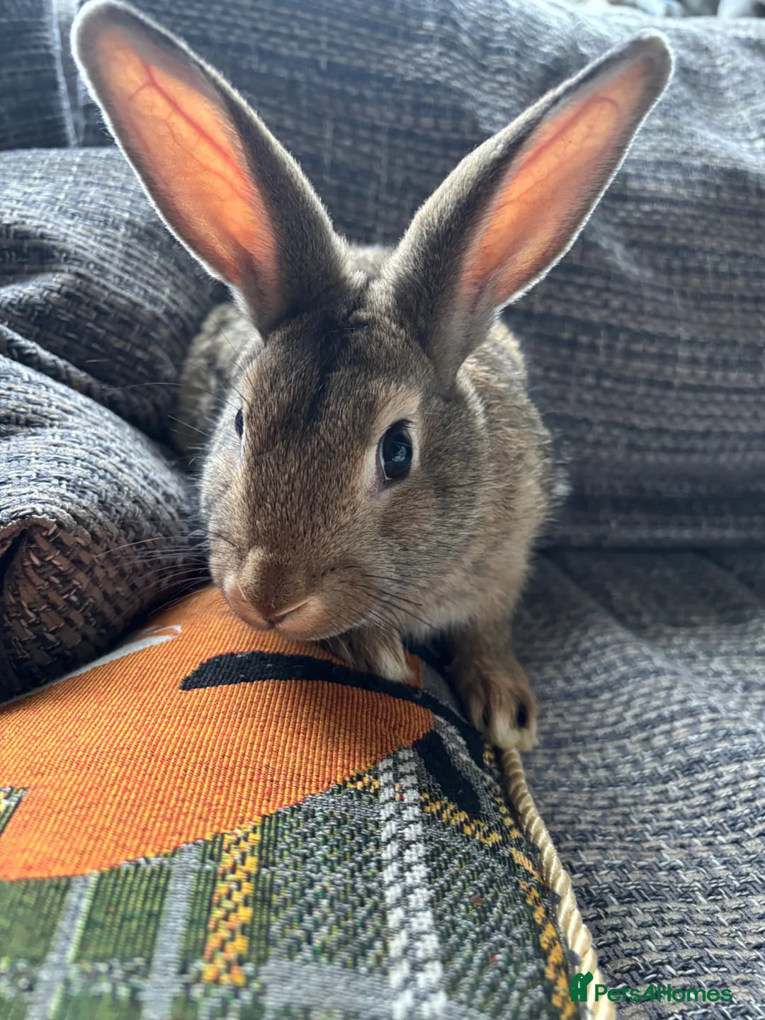 Mixed Breed rabbits for sale: Lop x Himalayan bunnies  - Advert 2