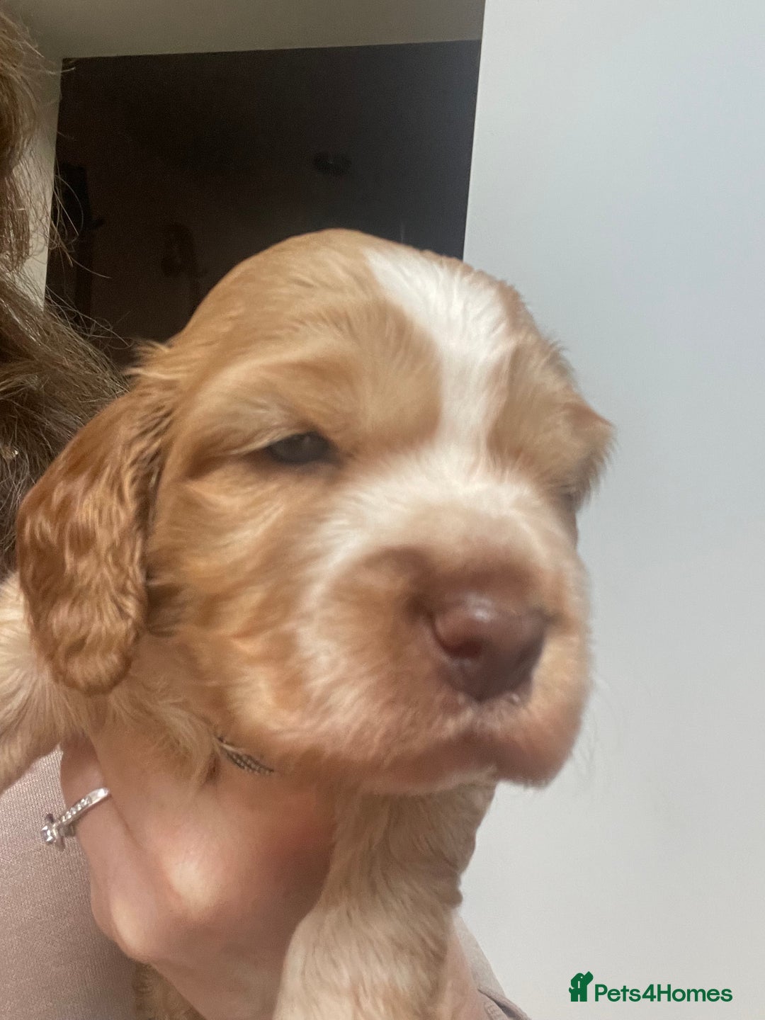 Cocker Spaniel dogs for sale: Beautiful health tested Cocker spaniel pups  - Advert 22