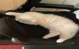 Persian cats for sale: 2 beautiful Persian/ ragdoll boys  - Image 6