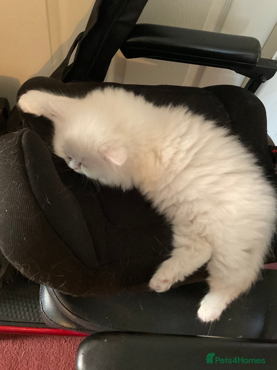 Persian cats for sale: 2 beautiful Persian/ ragdoll boys  - Image 6