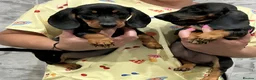 Dachshund dogs for sale: Miniature dachshunds in Grays - Advert 3