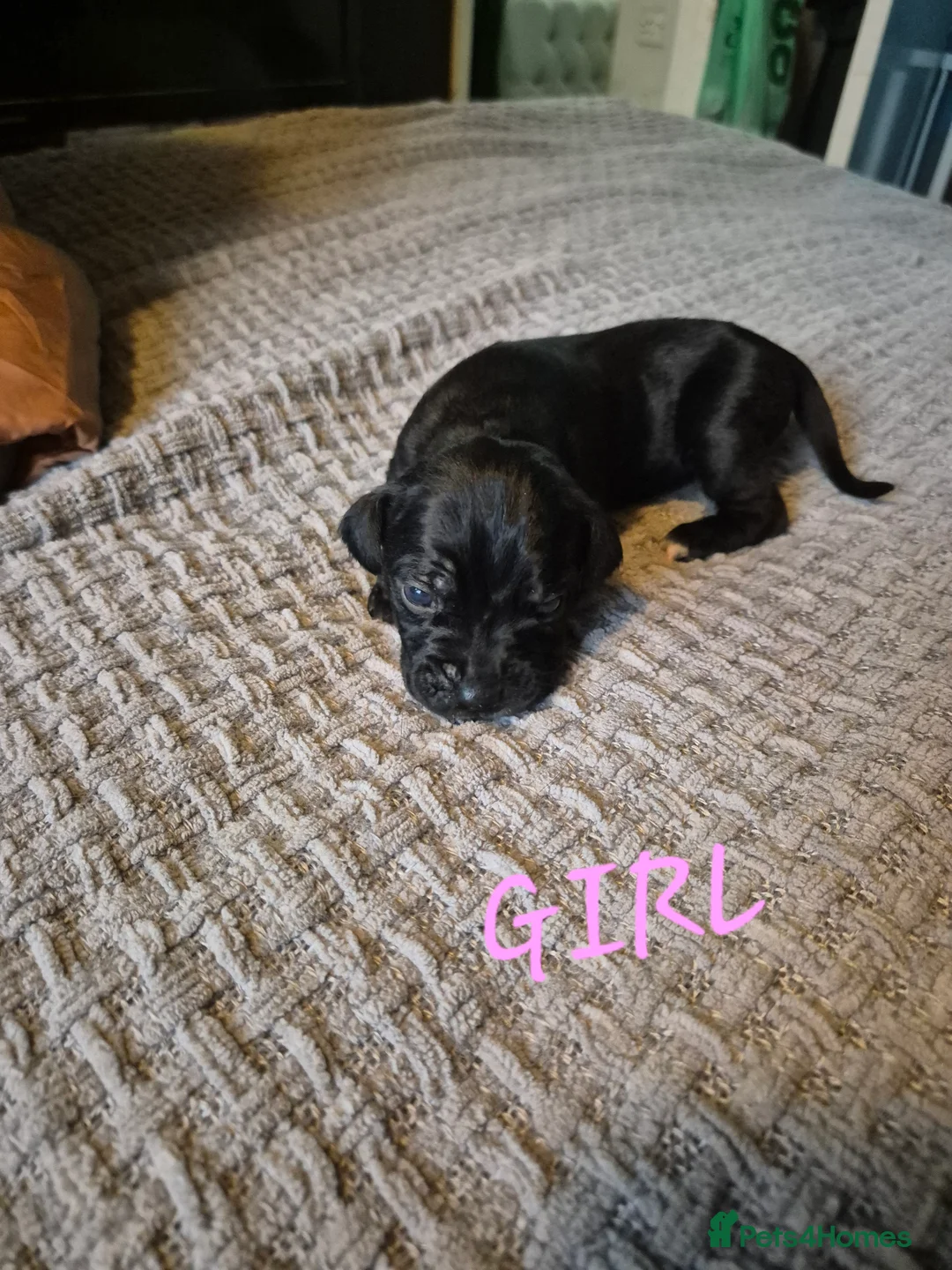Cane Corso dogs for sale: Cane corso puppies - Advert 11