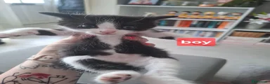 Domestic Shorthair Kitten 1