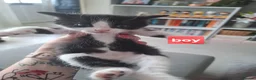Domestic Shorthair cats for sale: Kittens - Advert 4