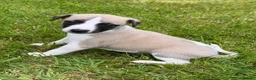 Whippet dogs for sale: Stunning Fawn Whippet Pups  in Winkleigh - Advert 7