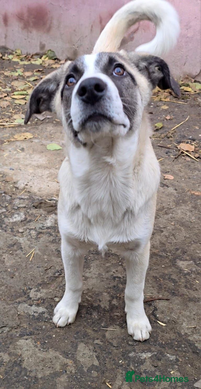 Mixed Breed dogs ❤️🐾TITTO  THIS TIME, HIS HOME MUST BE FOREVER🐾❤️ - Advert 1