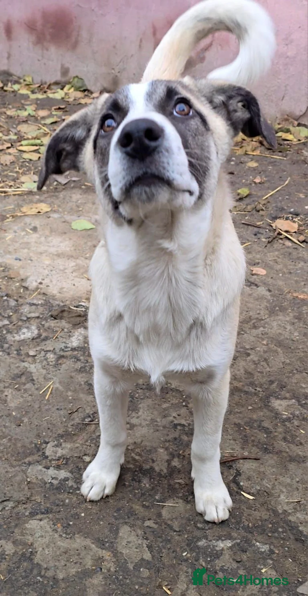 Mixed Breed dogs for adoption: ❤️🐾TITTO  THIS TIME, HIS HOME MUST BE FOREVER🐾❤️ - Advert 1
