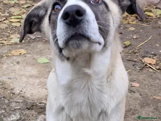 Mixed Breed dogs ❤️🐾TITTO THIS TIME, HIS HOME MUST BE FOREVER🐾❤️ - Advert 4