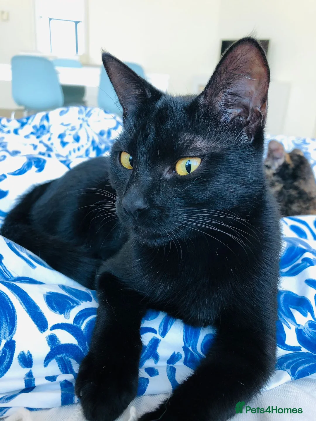 Mixed Breed cats for adoption: ROXY ELLA HEALTHY KITTEN GIRLS SOAYED  VACCINATED  - Advert 2