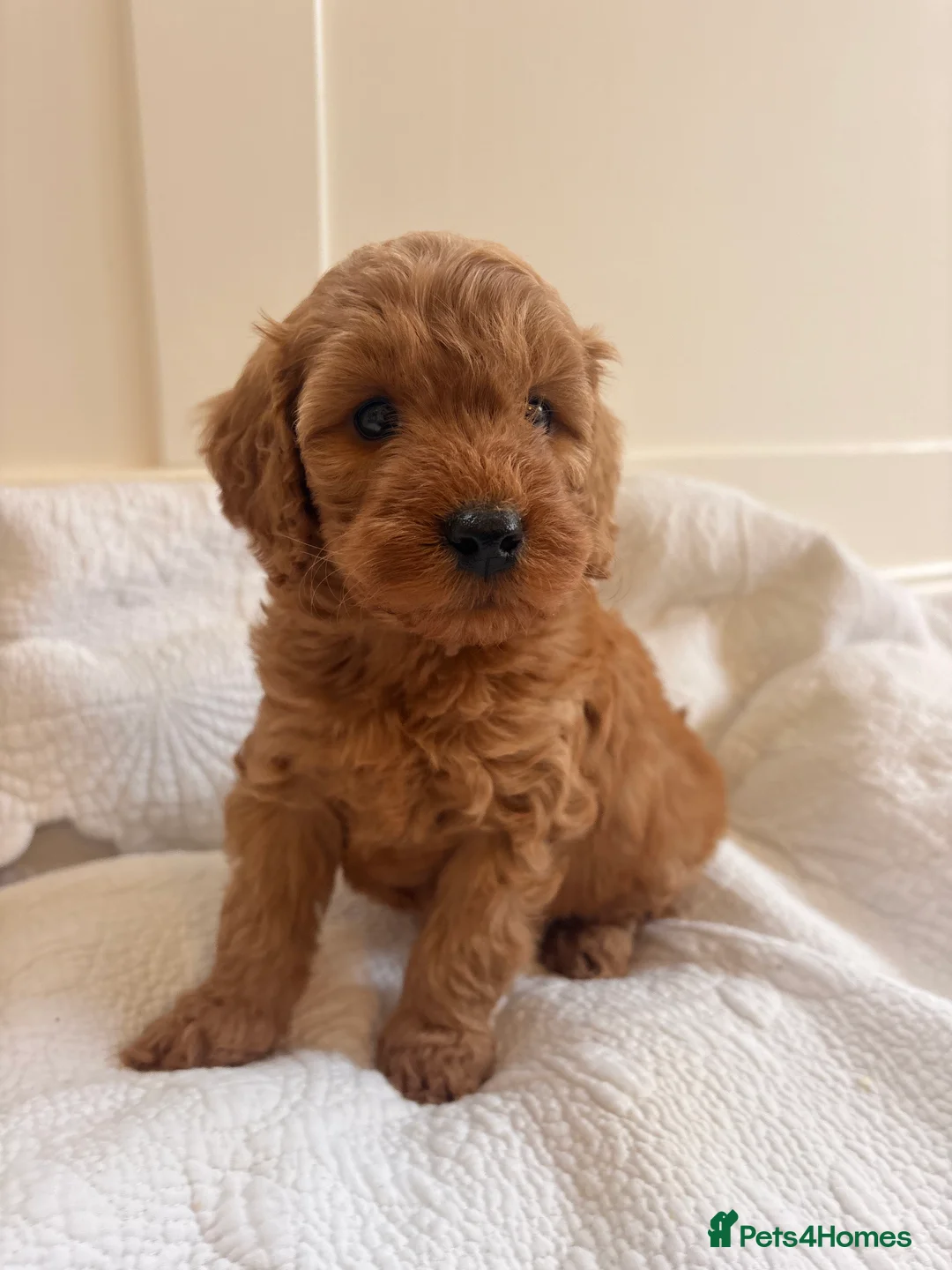 Labradoodle dogs for sale: LICENSED BREEDER QUALITY MINI LABRADOODLES - Advert 9