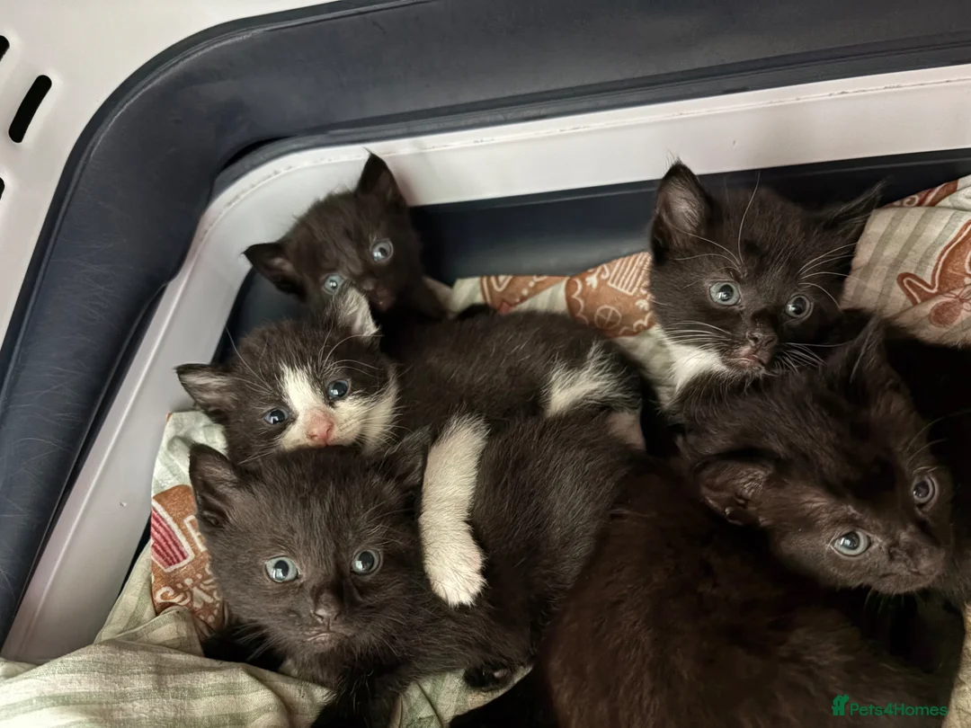 Mixed Breed cats for sale: 2 all black boys left  - Advert 1