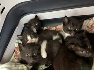 Mixed Breed cats 2 all black boys left - Advert 5