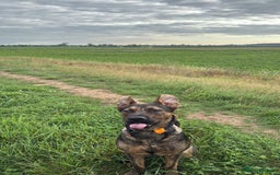 Mixed Breed dogs for sale: Poppy  - Image 2