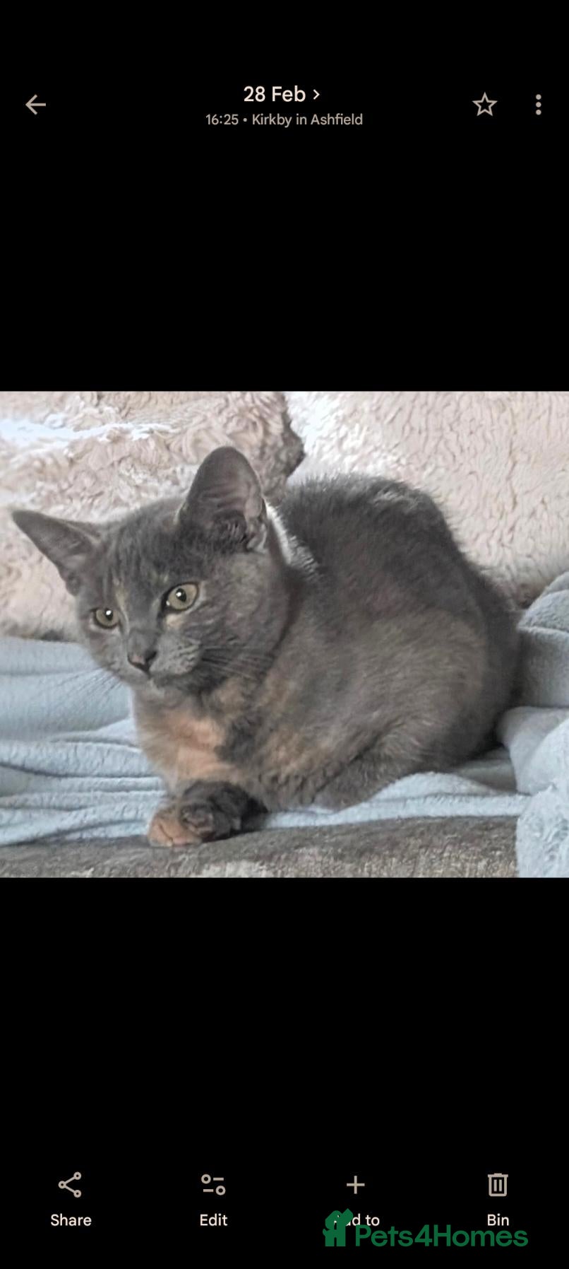 Mixed Breed cats for sale: Tortoise shell kittens - Advert 6