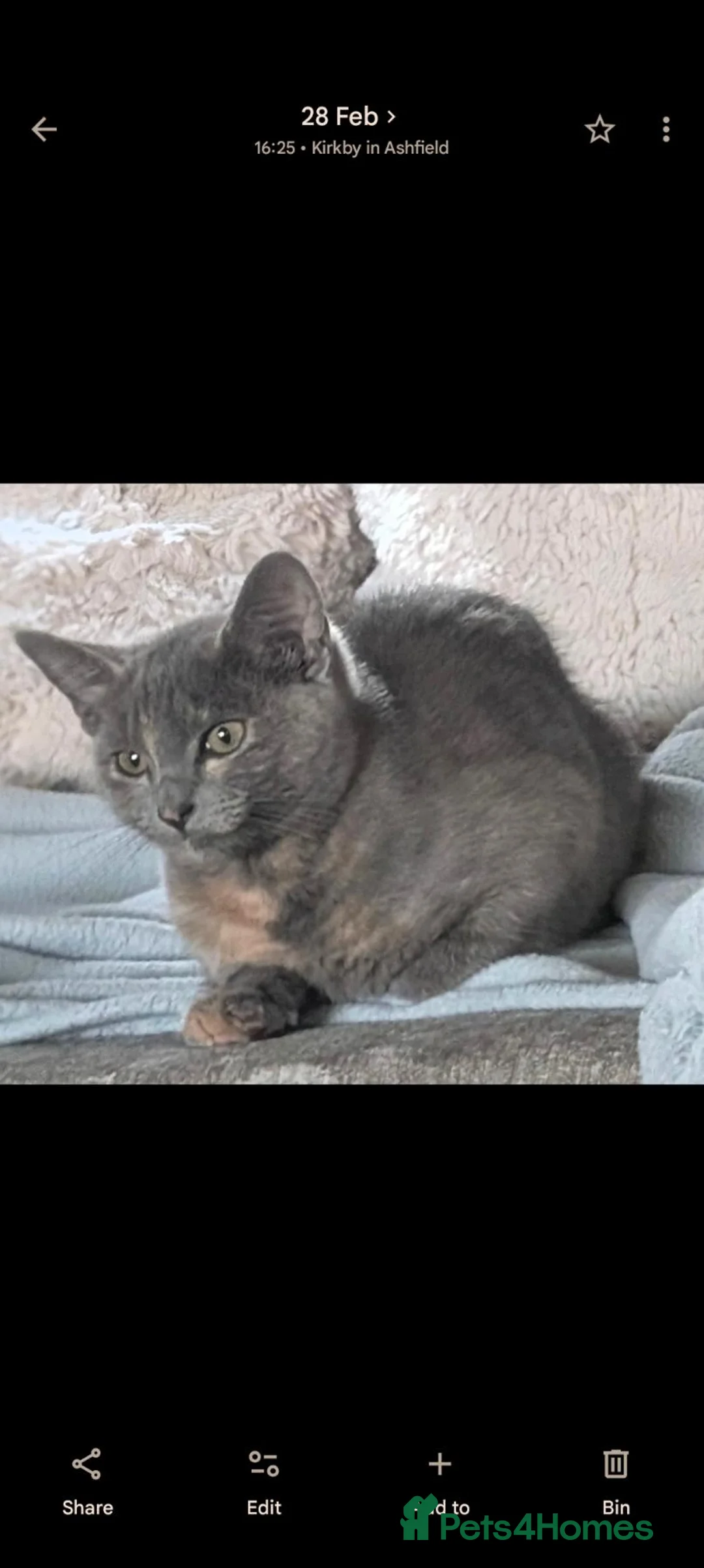 Mixed Breed cats for sale: Tortoise shell kittens - Advert 1
