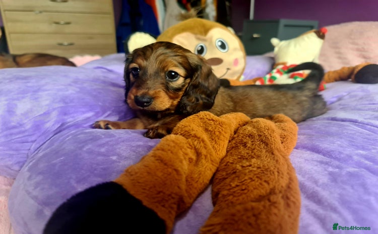 Dachshund dogs - Advert 7