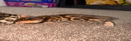 Bengal cats for sale: Stunning bengals for sell, 3 Males, 1 Female - Advert 9